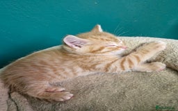 Scottish Fold cats for sale: Scottish fold kittens with straight ears - Advert 21