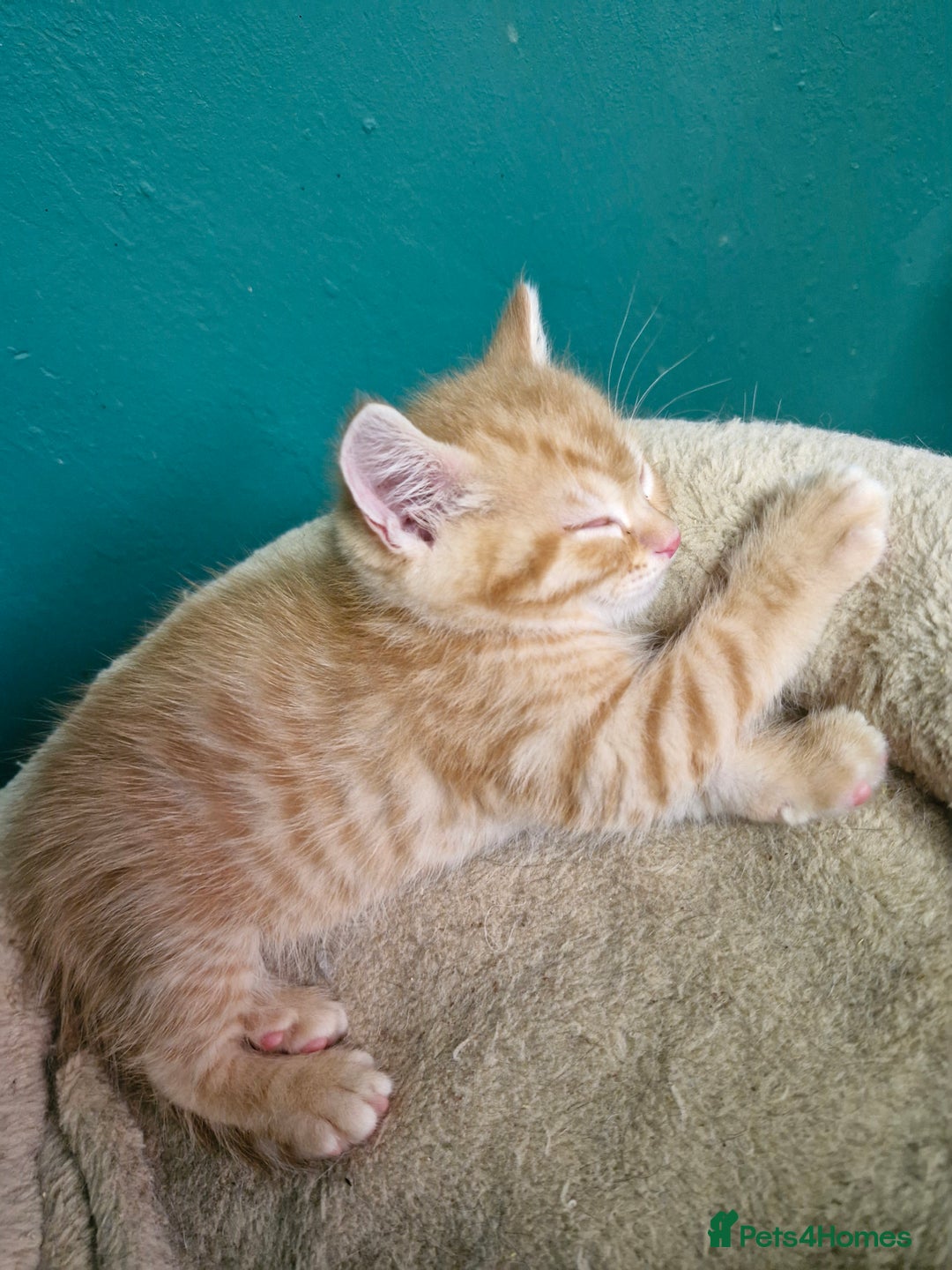 Scottish Fold cats for sale: Scottish fold kittens with straight ears - Advert 21