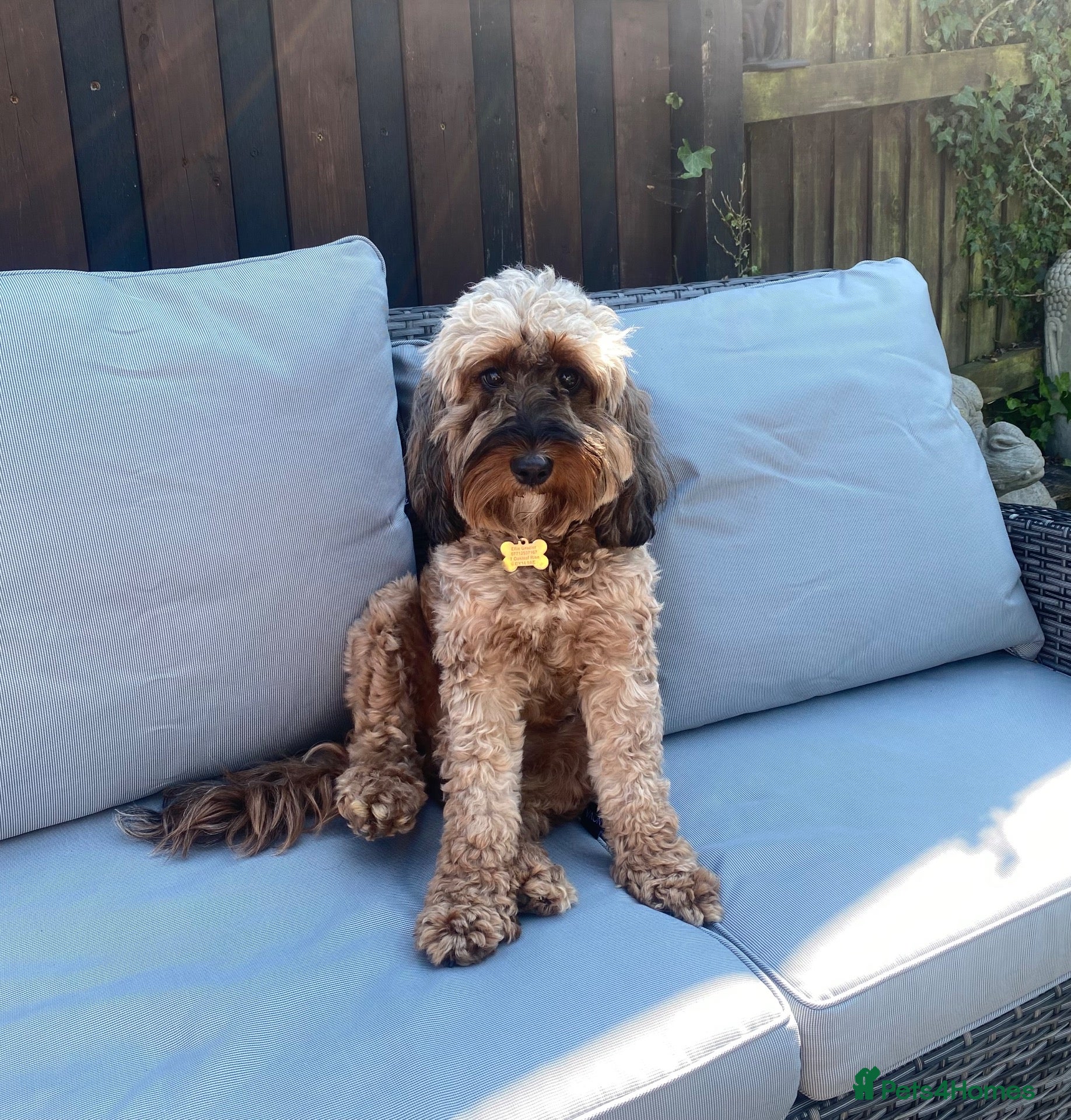 Cockapoo dogs MALE COCKAPOO PUPPY FOR SALE  - Advert 1