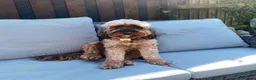 Cockapoo dogs for sale: MALE COCKAPOO PUPPY FOR SALE  in Kidderminster - Advert 1