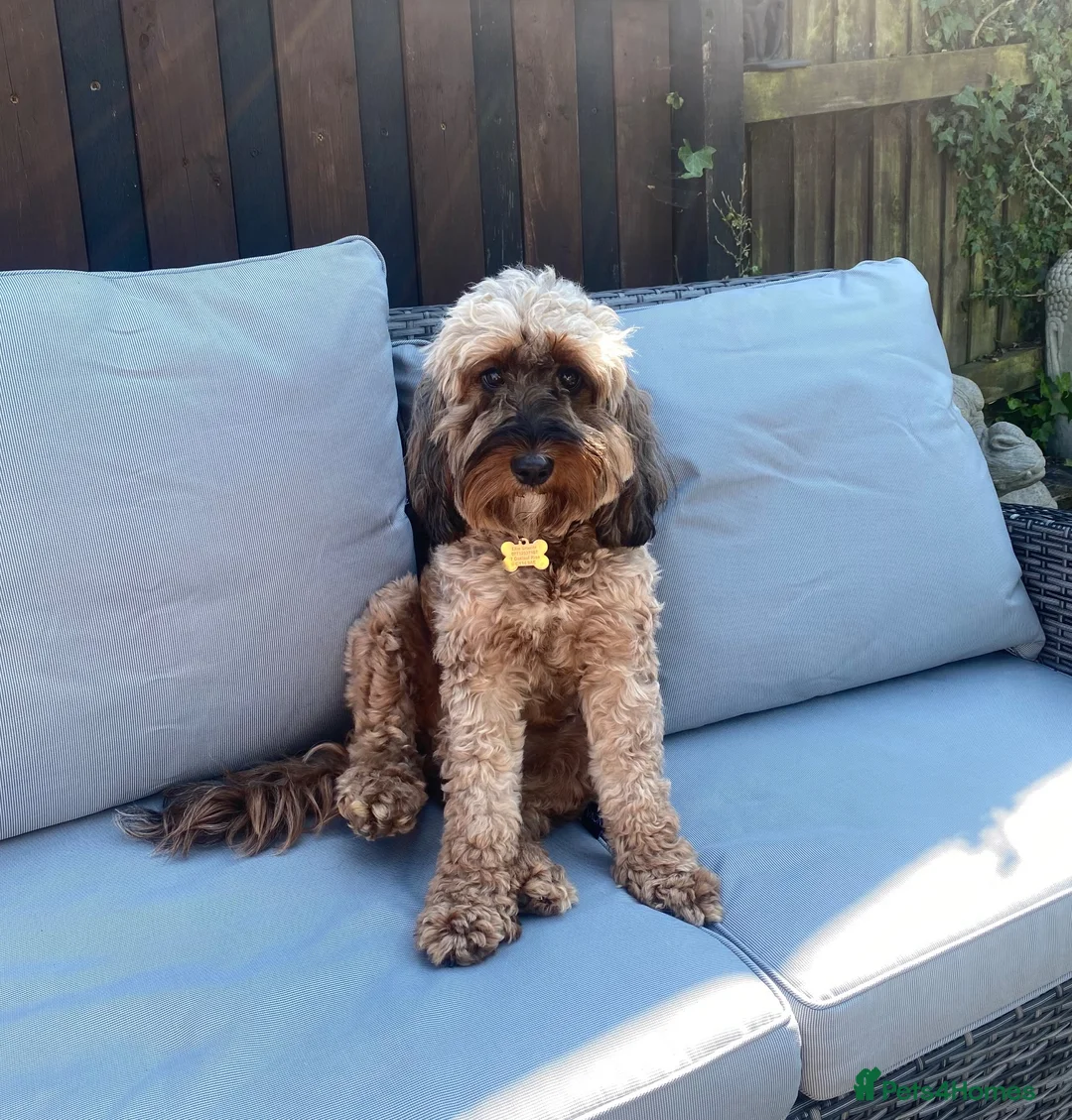 Cockapoo dogs for sale: MALE COCKAPOO PUPPY FOR SALE  in Kidderminster - Advert 1