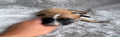 Lurcher 1