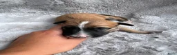 Lurcher dogs for sale: Lurcher puppies  - Advert 16