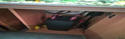 Other/Mixed Breed fish for sale: Established fish tank 5ft - Advert 3