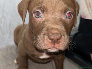 American Bully dogs - Advert 1