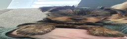 Yorkshire Terrier dogs for sale: 💙ONLY 1 LEFT💙BeautifulYorkshireTerrier Puppies - Advert 4