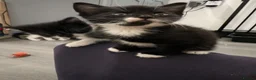 Mixed Breed cats for sale: Adorable kittens for sale  - Advert 9
