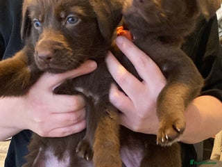 Mixed Breed dogs Beautiful Puppies – Few Left! - Advert 18