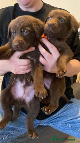 Mixed Breed dogs Beautiful Puppies – Few Left! - Advert 13