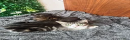 British Shorthair cats for sale: 2 Adorable BSH mixed breed kittens. - Advert 6