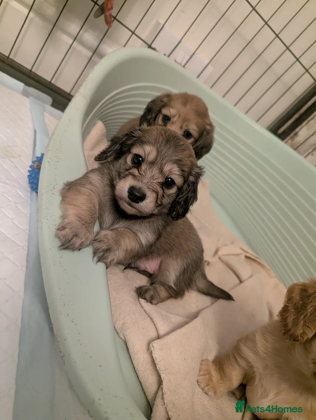 Miniature Dachshund dogs for sale: Last 2 available Long haired miniature dachshunds  - Advert 19