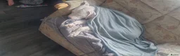 Mixed Breed dogs for sale: Americian bulldog cross  in Tipton - Advert 2