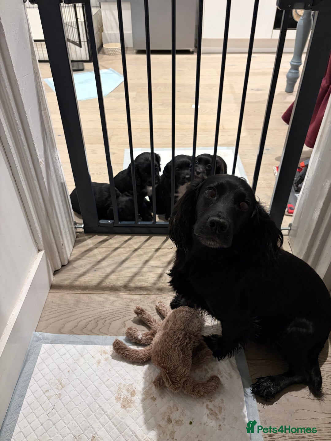 Cocker Spaniel dogs for sale: Working Cocker Spaniel Boy - Advert 6