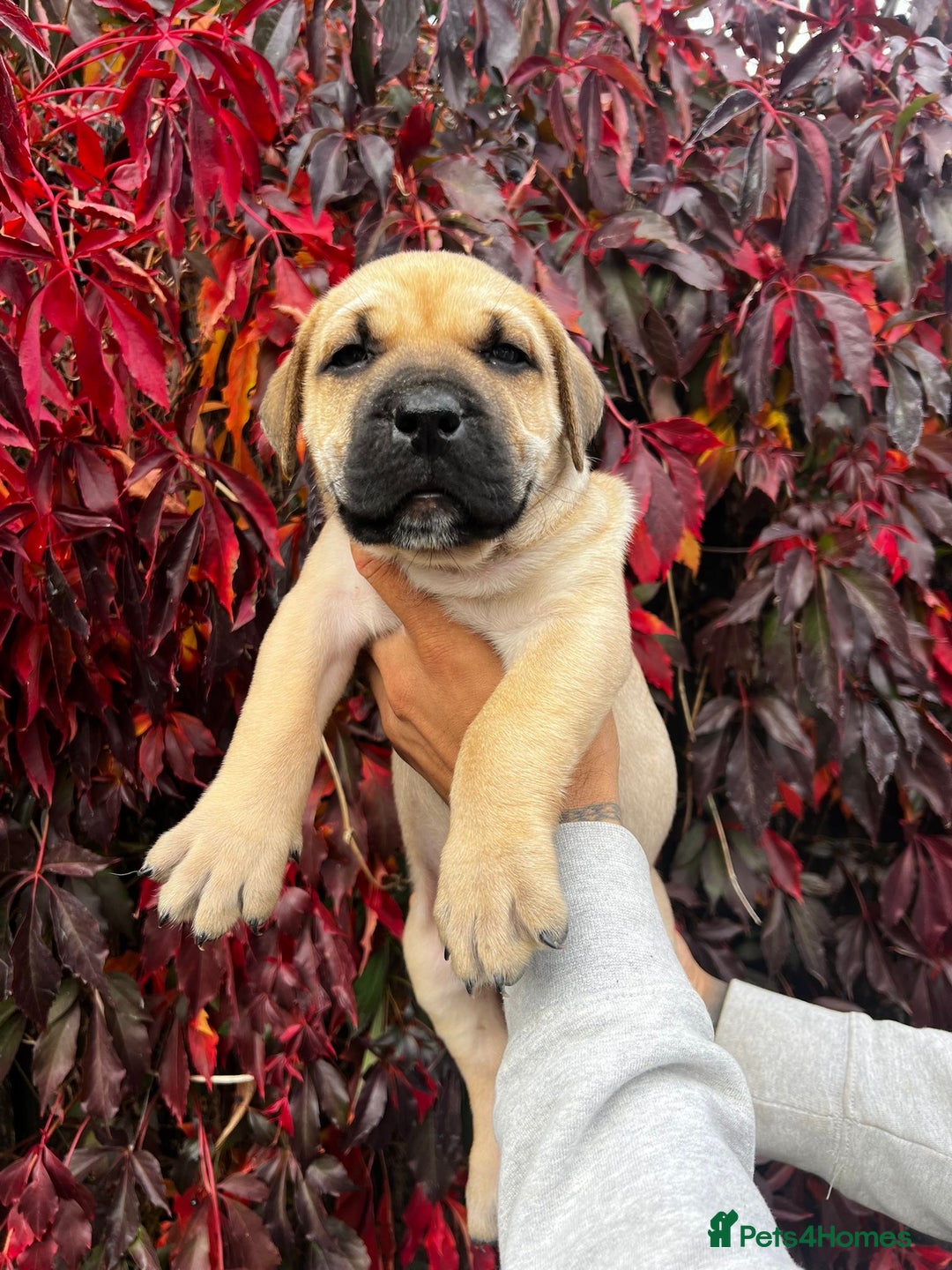 Presa Canario dogs for sale: 🏆UKC Pedigree Champion blood Presa Canario pups🏆 - Image 7