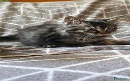 Sphynx cats for sale: Sphynx maincoon mix - Image 7