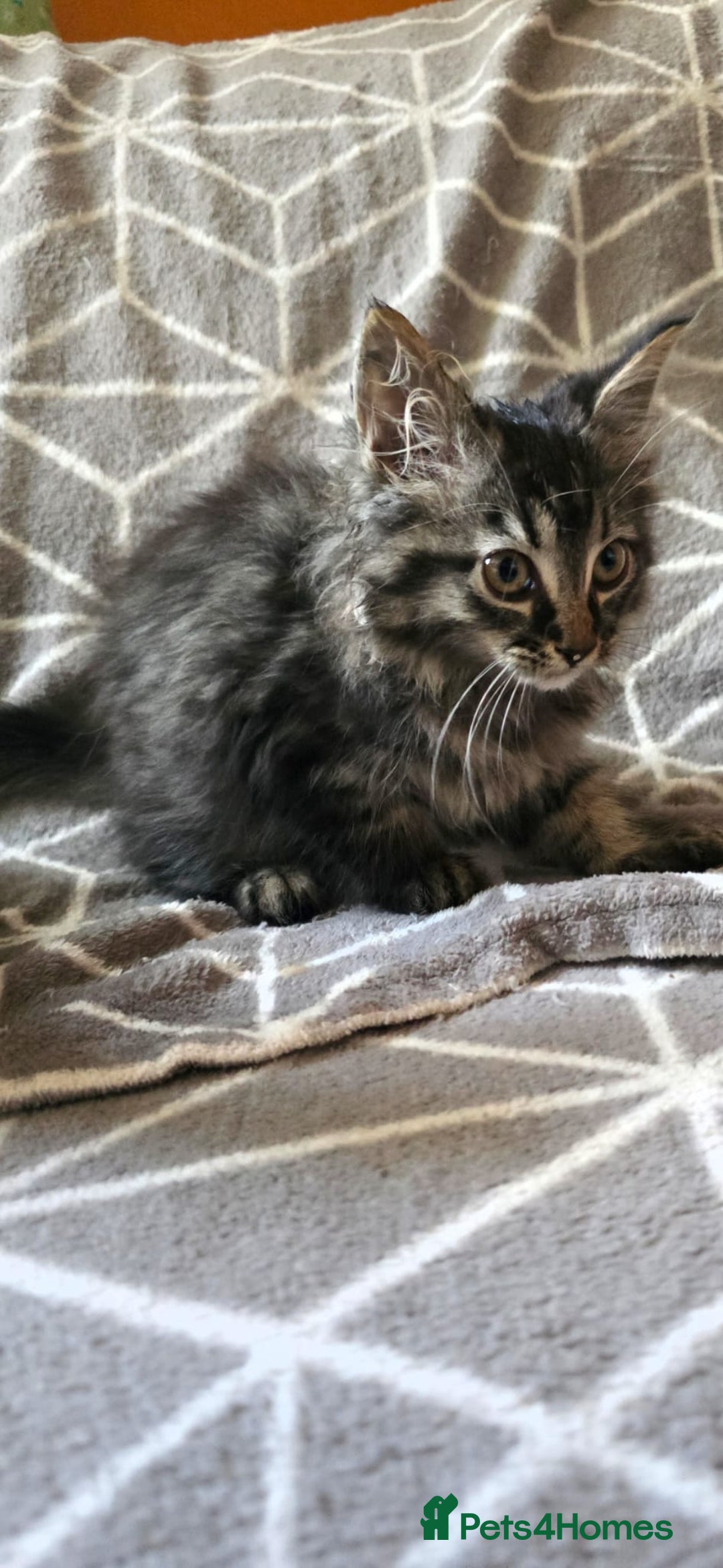 Sphynx cats for sale: Sphynx maincoon mix - Image 7