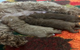 Cavapoo dogs for sale: 💫1 GIRL LEFT TOY CAVAPOO PUPPYS HEALTH TESTED 💫  - Advert 1