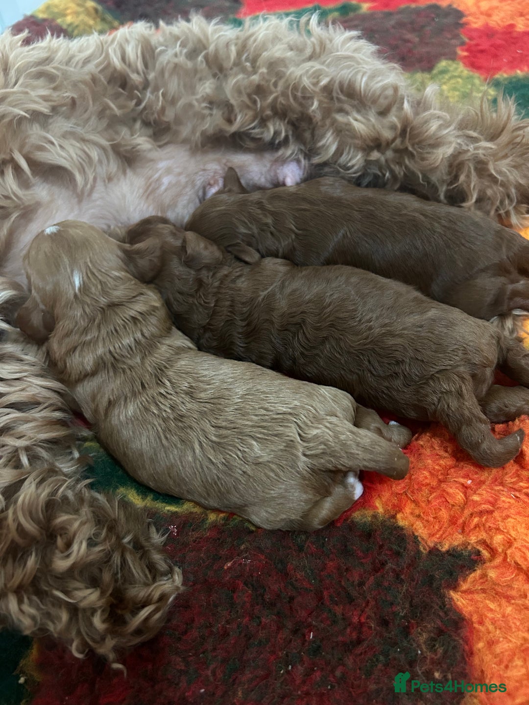 Cavapoo dogs for sale: 💫1 GIRL LEFT TOY CAVAPOO PUPPYS HEALTH TESTED 💫  - Advert 1