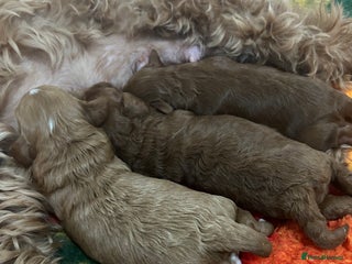 Cavapoo dogs - Advert 31