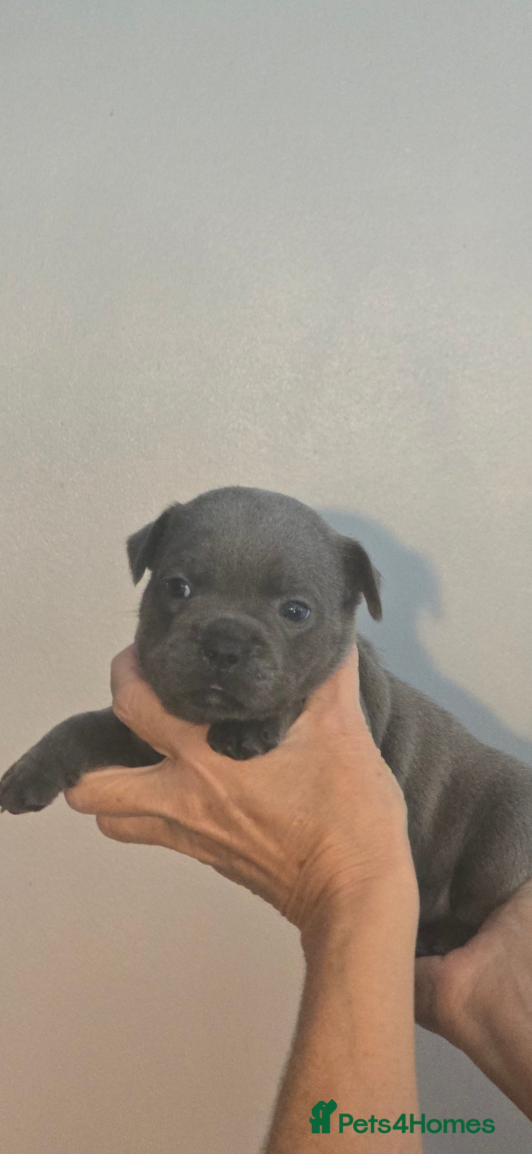 Staffordshire Bull Terrier dogs Blue staffie pups 🐶  - Advert 2