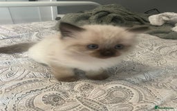 Ragdoll cats for sale: Beautiful Ragdoll kittens  - Image 1