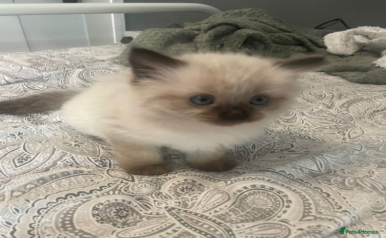 Ragdoll cats for sale - Advert 1