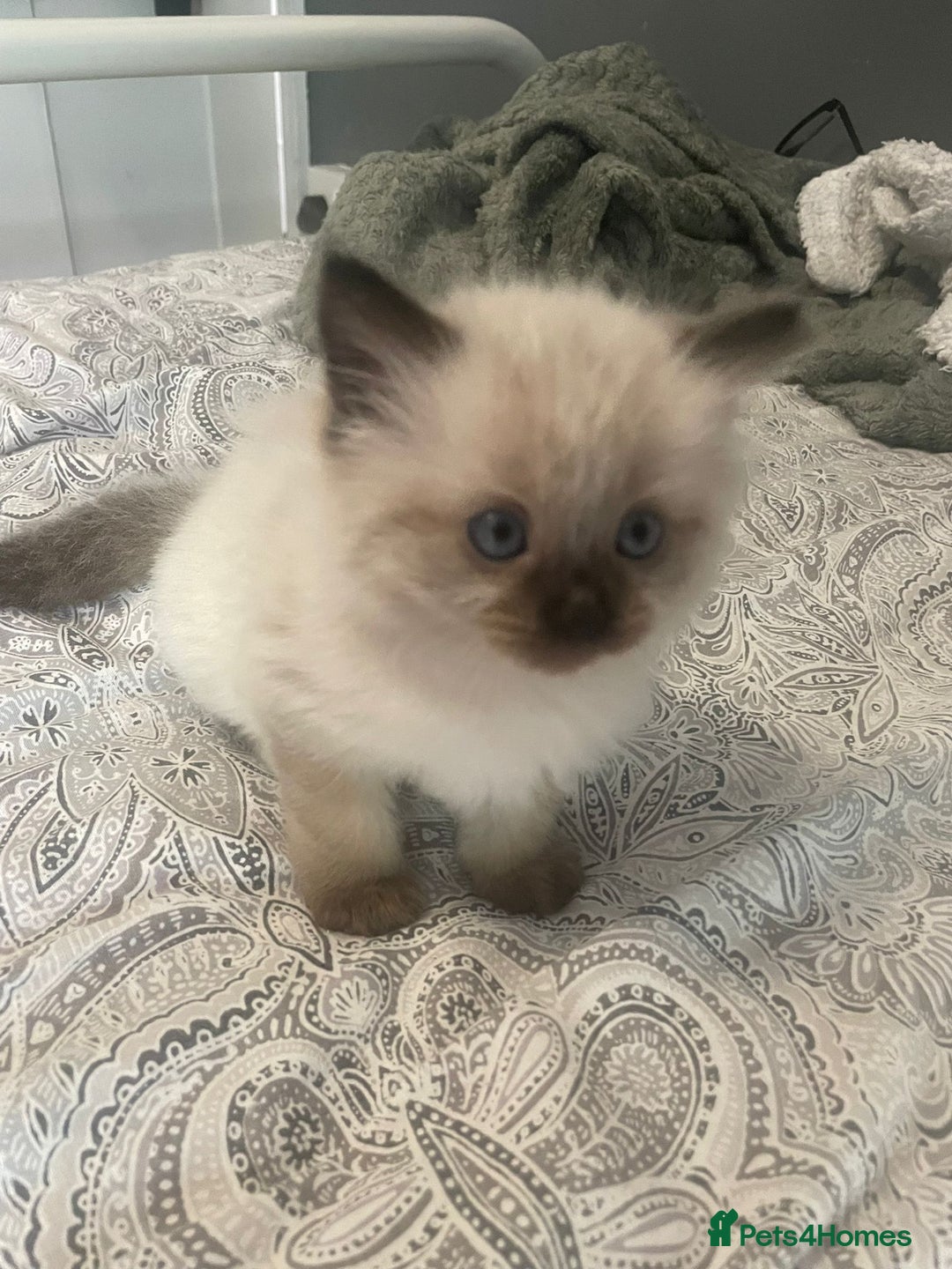 Ragdoll cats for sale: Beautiful Ragdoll kittens  - Image 1