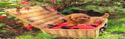 Toy Poodle dogs for sale: Asian Poodle Male for sale - Advert 7