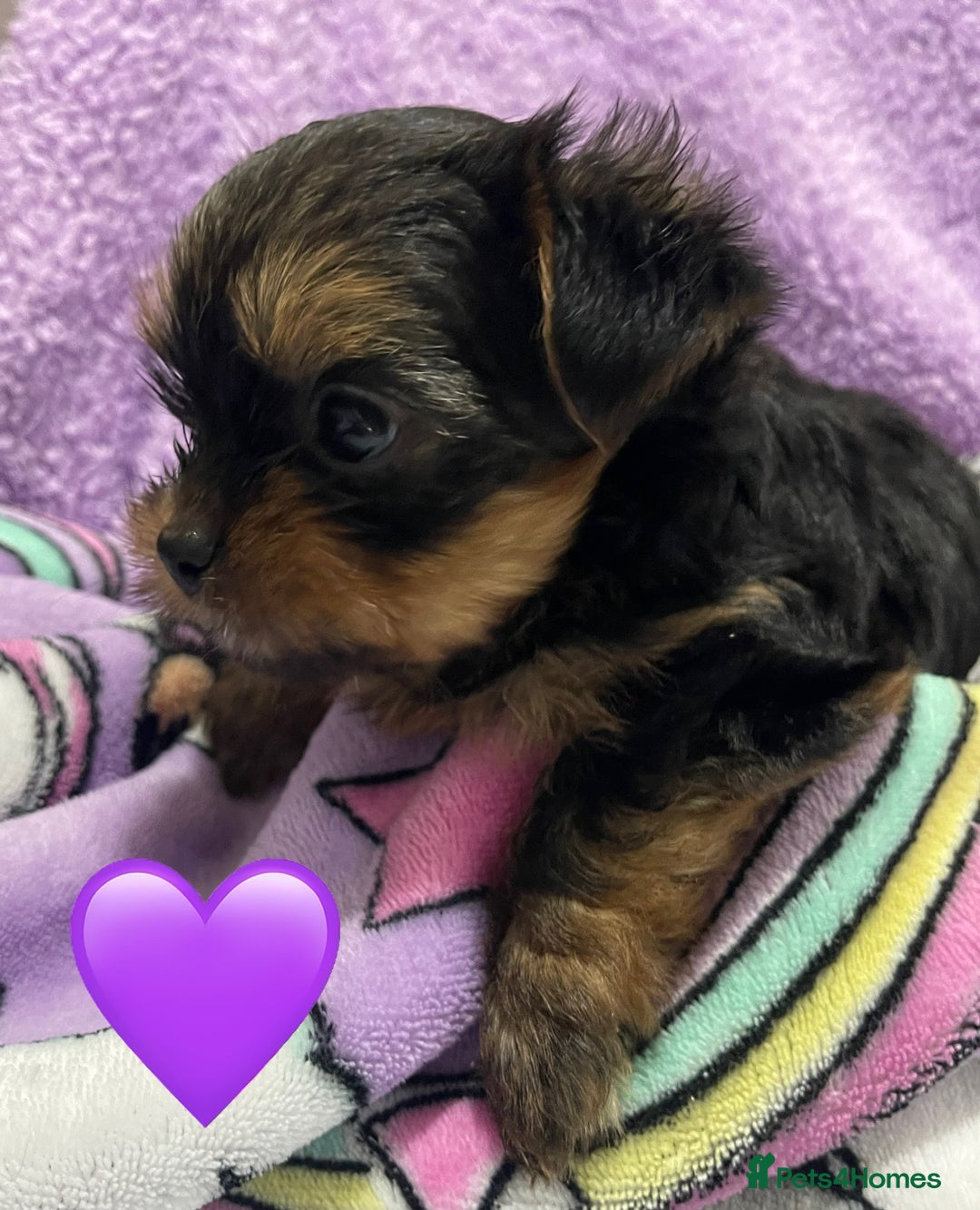 Yorkshire Terrier dogs for sale: Mini Yorkshire Terrier puppies - Advert 3