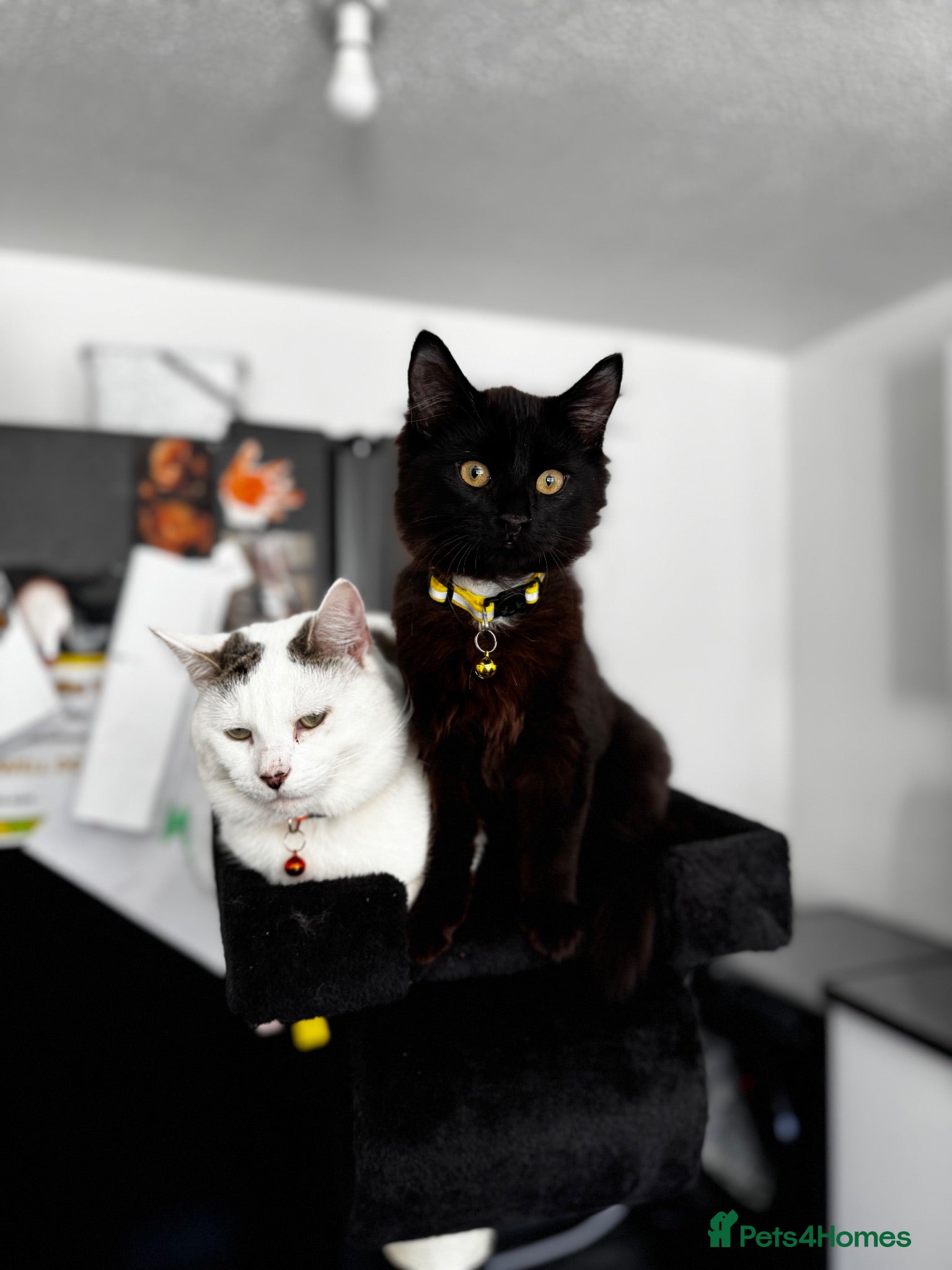 Mixed Breed cats 2 LOVING MALES  - Advert 2