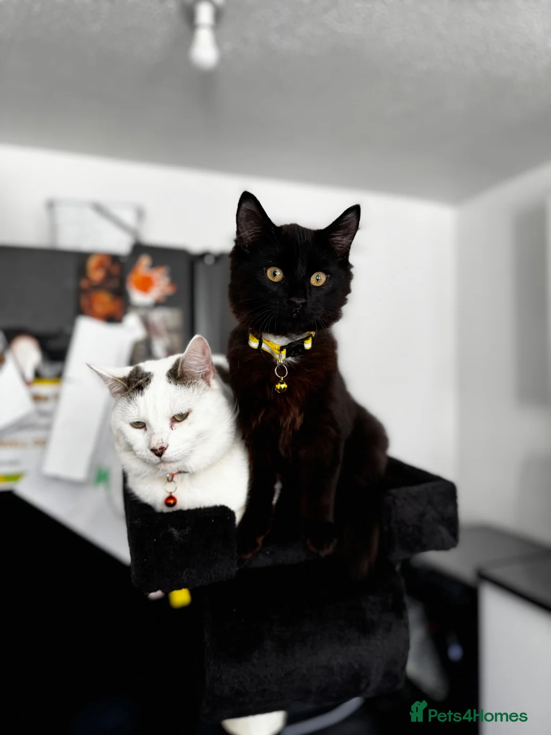 Mixed Breed cats for sale: 2 LOVING MALES  in Tamworth - Advert 1