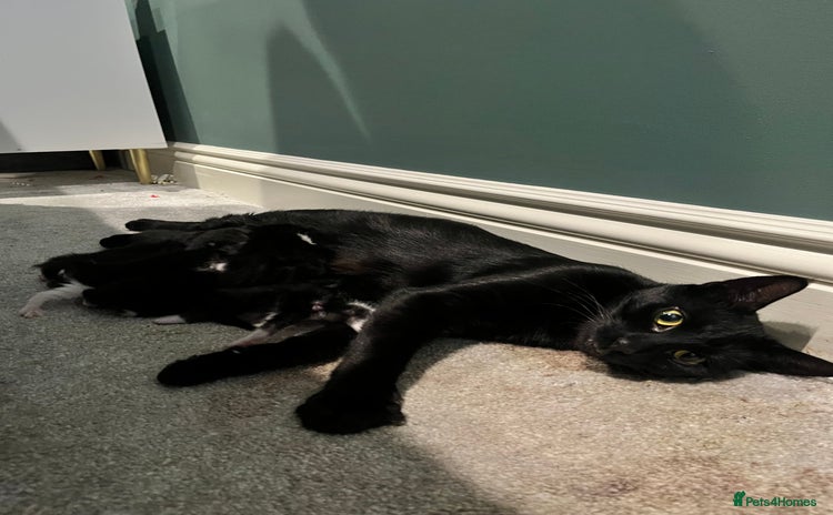Mixed Breed cats - Advert 2