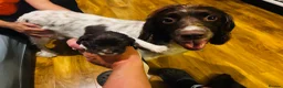 English Springer Spaniel dogs for sale: Beautiful KC registered English springer spaniels in Stratford-upon-Avon - Advert 25