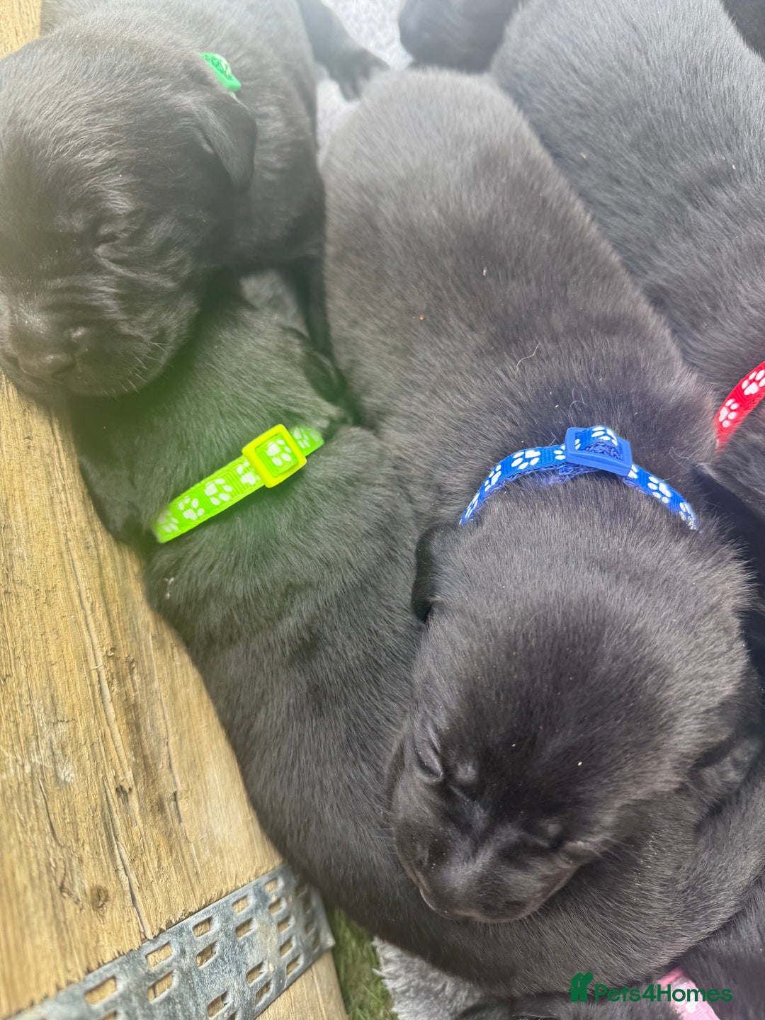 Labrador Retriever dogs for sale: Black labradors  - Image 7