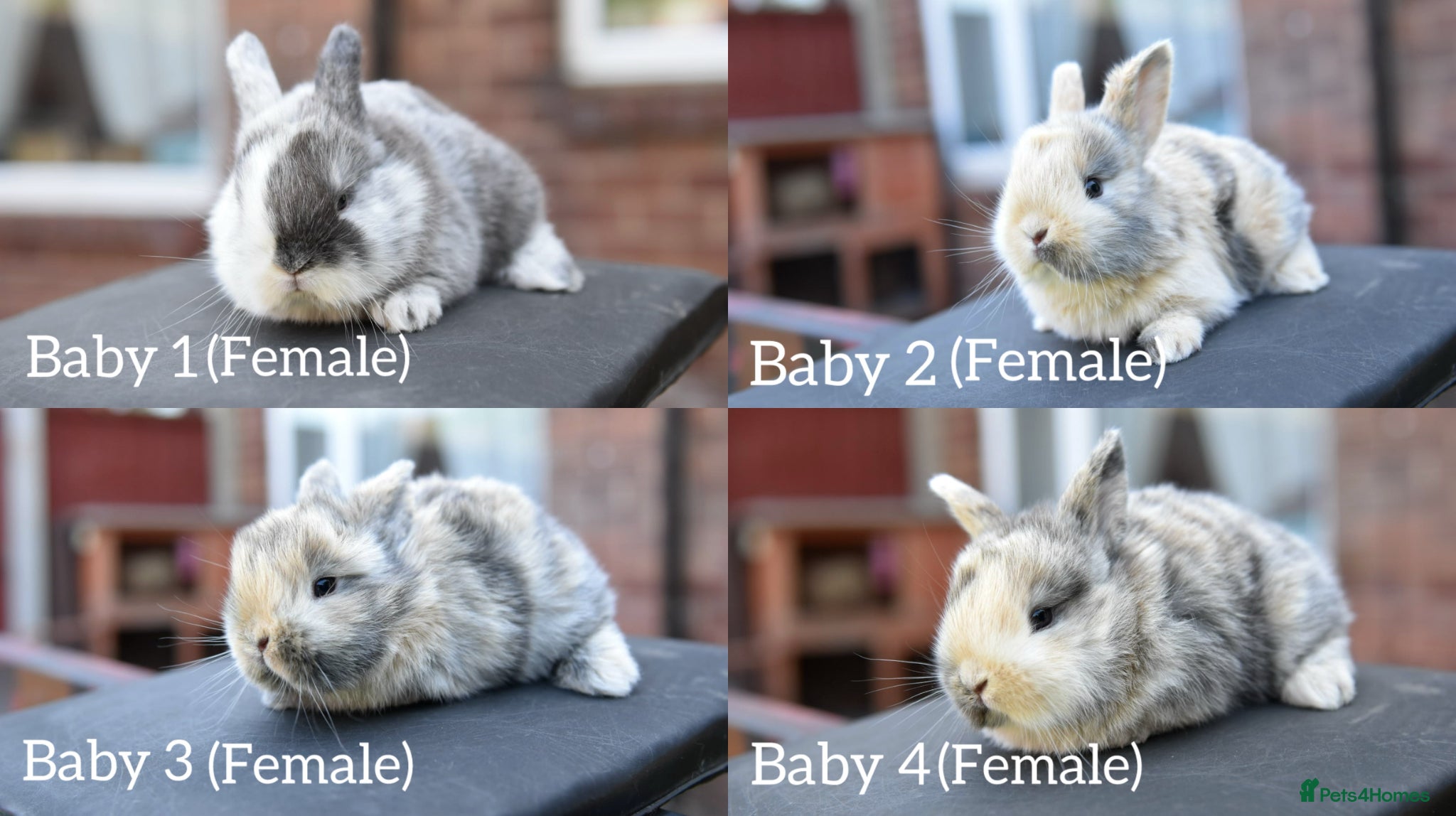 Lionhead rabbits Baby Lionhead x Lops Looking For New Home - Advert 1