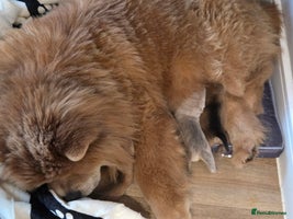 Mixed Breed dogs Chow Pei puppies - Advert 1