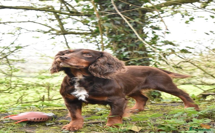 Cocker Spaniel dogs in Dorchester - Advert 12