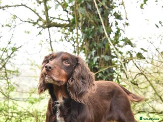 Cocker Spaniel dogs Liver n Tan working cocker. Clear AMS, PP PRA, FN. in Dorchester - Advert 19