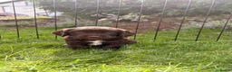 Sprocker dogs for sale: 2 working sprocker boys - Advert 2