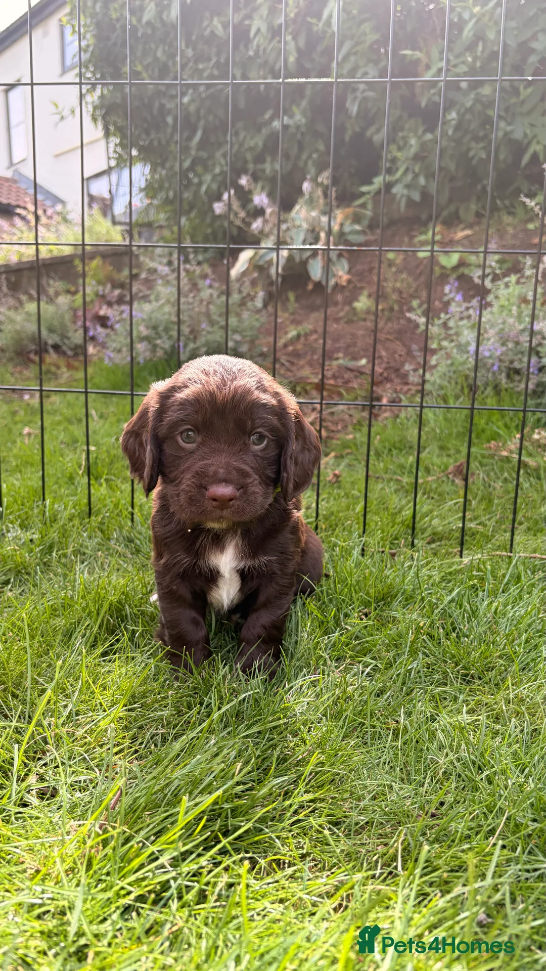 Sprocker dogs for sale: 2 working sprocker boys - Advert 2