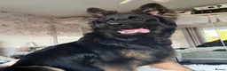 German Shepherd dogs for sale: 2 young beautiful German shepherd pups  - Advert 34