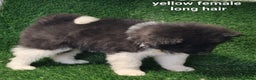 Akita dogs for sale: Akita pups - Advert 9