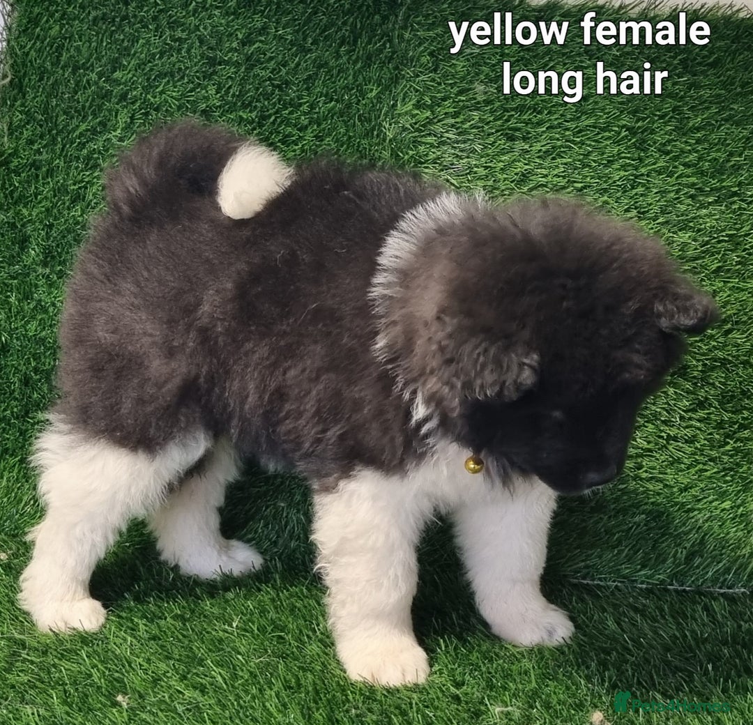 Akita dogs for sale: Akita pups - Advert 9