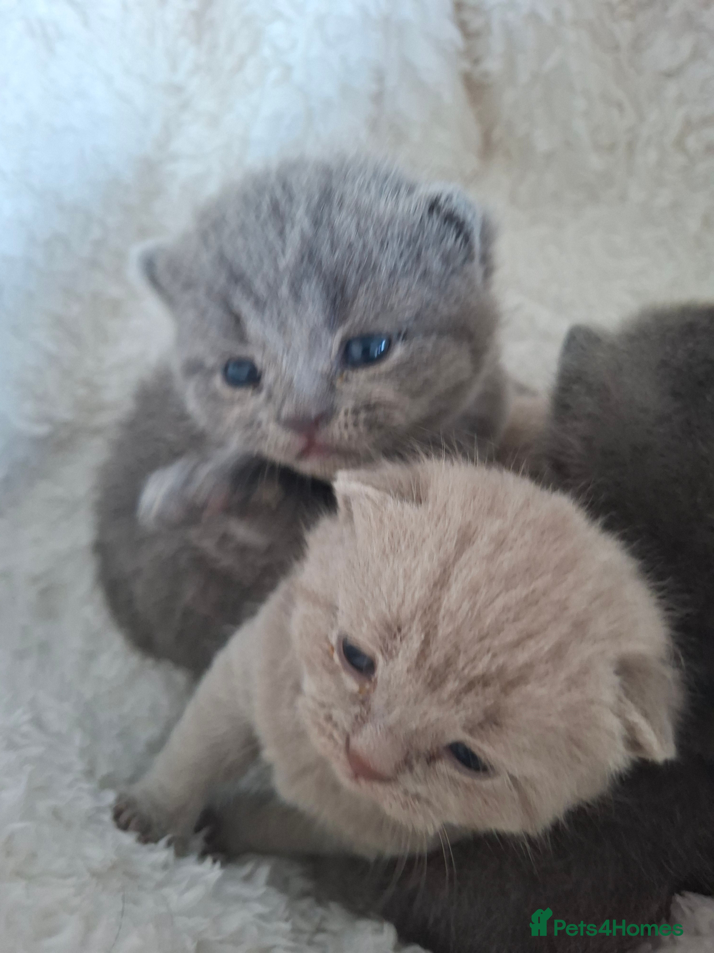 British Shorthair cats GCCF registered BSH kittens  - Advert 3