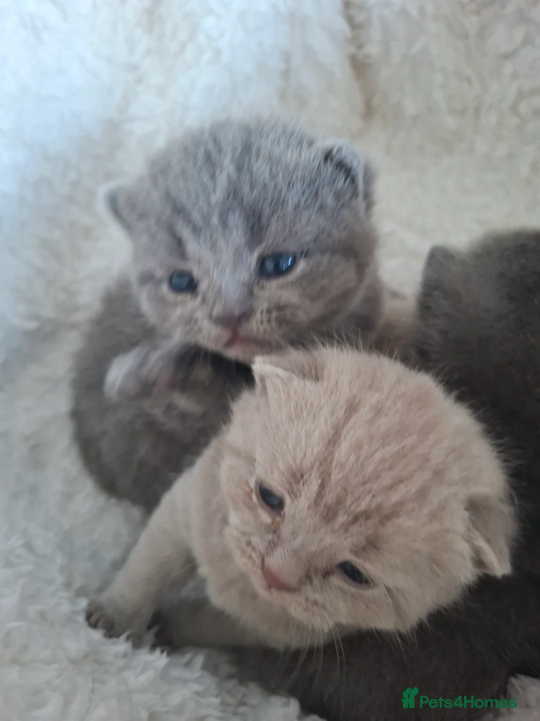 British Shorthair cats for sale: Only 1 blue boy & 1 blue girl available to reserve - Advert 15