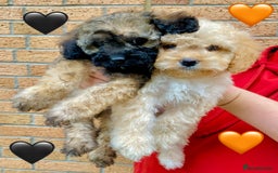 Cavapoo dogs for sale: 💖 Top Quality F1B Cavapoo Puppies DNA TESTED 💖 - Image 20