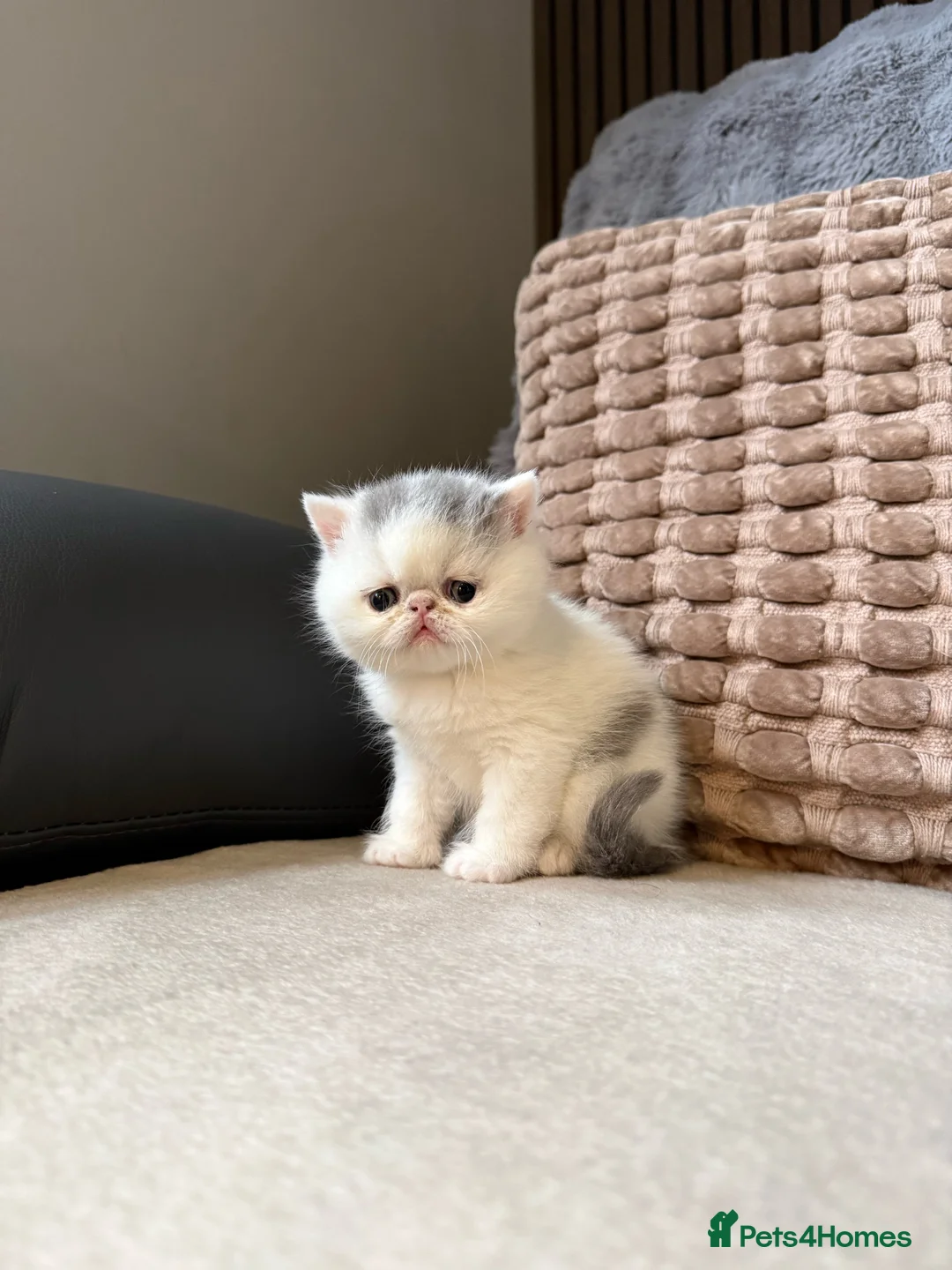 Exotic cats for sale: Two beautiful exotic shorthair babies  - Advert 4