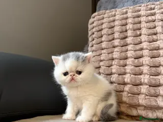 Exotic cats Male exotic shorthair kitten - Advert 5