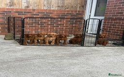 Labrador Retriever dogs for sale: Fox Red /  Mahogany Labradors  - Image 2