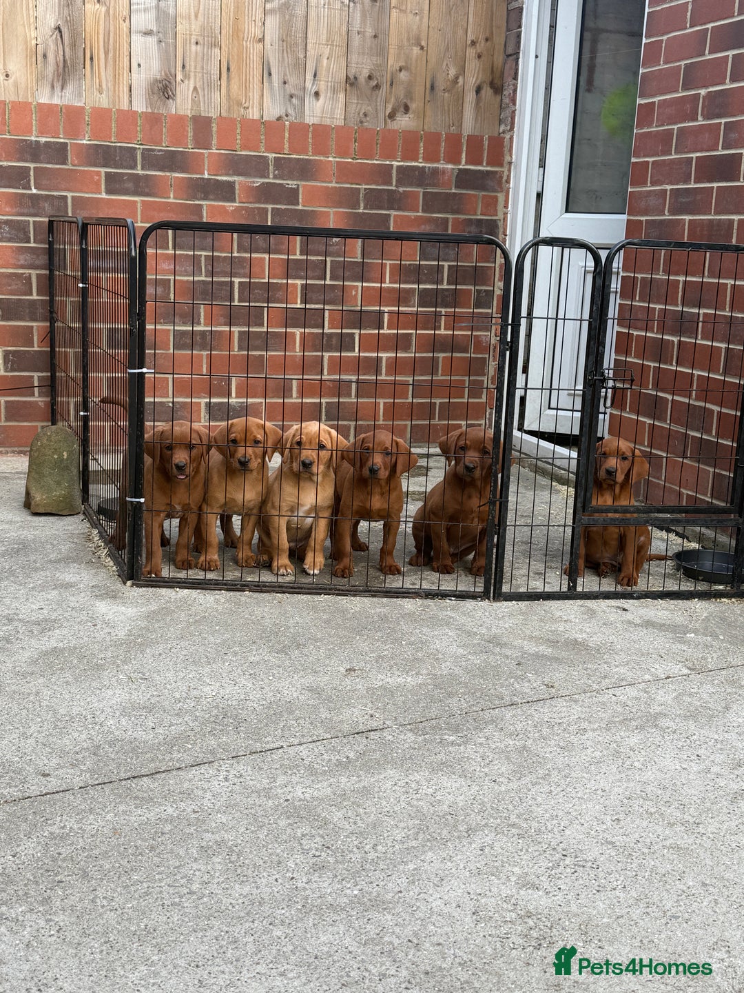 Labrador Retriever dogs for sale: Fox Red /  Mahogany Labradors  - Image 2
